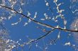 Branch with snow