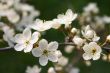 Flower in blossom