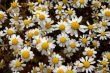 Daisy flowers background