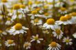 Camomiles