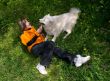 Girl playing with dog