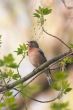 chaffinch in the middle of leafs