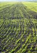 Growing wheat on the field
