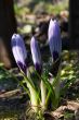 Three crocuses