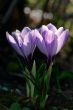 Crocus