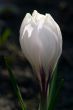 White crocus bud