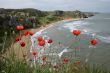Poppy flowers