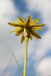 Yellow flower