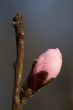 Bud of the tree