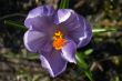 Macro photo of crocus flower