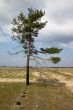 Solitude tree
