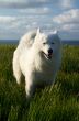 Dog on the wind