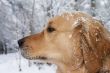 Golden retriever portrait