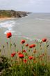 Wild poppy flower