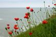 Wild poppy flowers