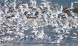Flying up flock of birds