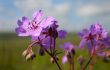 Wild flower