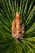 Bud of a pine tree