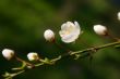 A branch of white buds