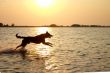 Jumping dog in the sea