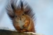 Red squirrel with nut