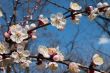 Flowers of tree