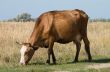 Grazing cow