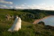 Solitary dog