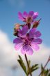 Lilac flower