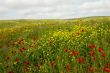 Wild flowers