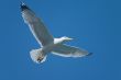 Soaring bird