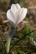 White crocus