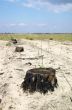 Line of stumps