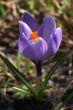 Purple crocus