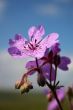 Violet flower