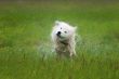 Dog shaking off