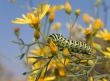 Bright spotted caterpillar