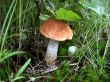 The orange-cap boletus
