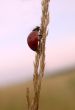 Ladybird on spikelet