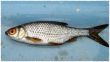 Fish on the board