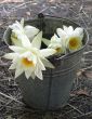 Water-lilys in bucket