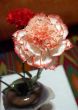 Flower red in vase