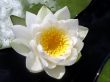 The water flower