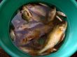 Fish in green bucket