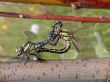 Coupling dragonflies