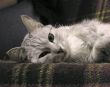 Cat on sofa lying