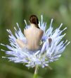 Little elf on flower