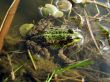 The green frog