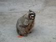 racoon