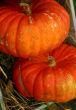 Pumpkins